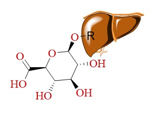 glucoronide